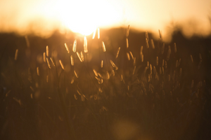 spring, summer, sun, golden, finland, finnish language, finnish